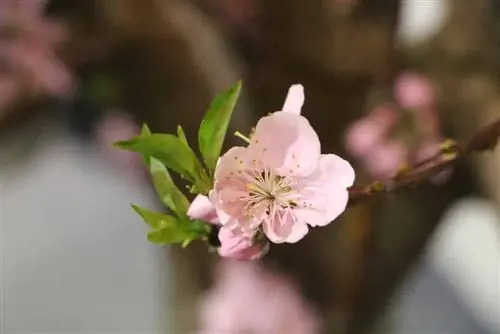 النكتارين - Prunus persica var nucipersica