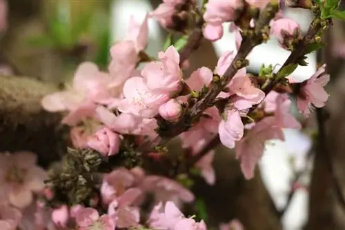 נקטרינה - Prunus persica var. nucipersica