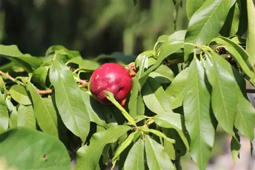 נקטרינה - Prunus persica var. nucipersica