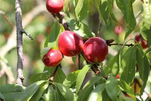 Cutting nectarine - 4 tips for the right cut at the right time