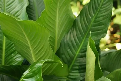 Daun tunggal - Spathiphyllum - daun sarung