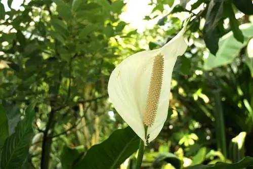 ورقة واحدة - Spathiphyllum - ورقة غمد