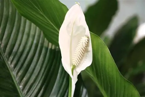 ورقة واحدة - Spathiphyllum - ورقة غمد