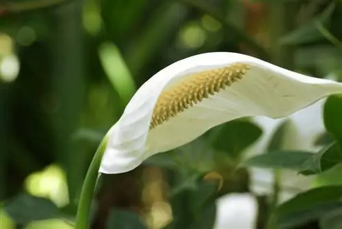 Një fletë, spathiphyllum: kujdes nga A në Z