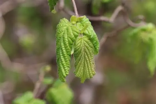 Hazel pembuka botol - Corylus avellana 'Contorta'