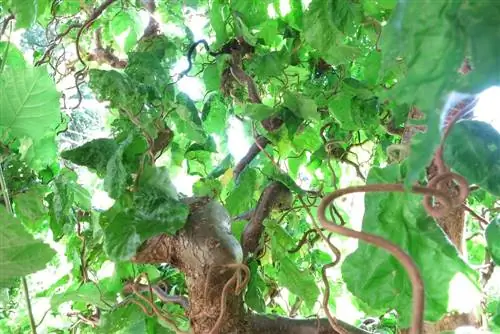 فندق چوب پنبه ای - Corylus avellana 'Contorta'