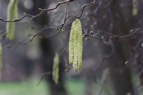 לוז חולץ פקקים - Corylus avellana 'Contorta'