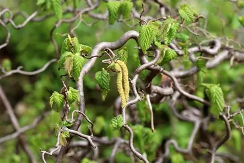 Alun tirbușon (Corylus avellana): îngrijire de la A la Z