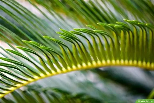 Palmera datilera enana - Phoenix roebelenii