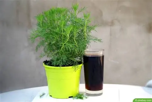 Cola herb syrup - ኮላ ያለ ካፌይን እንዴት እንደሚሰራ & 4 ጣፋጭ የምግብ አሰራር