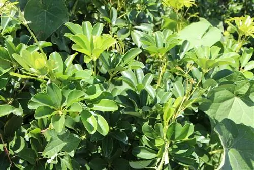 Schefflera - Radiant Aralia