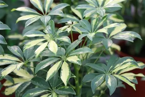 Schefflera - อาราเลียอันเปล่งประกาย