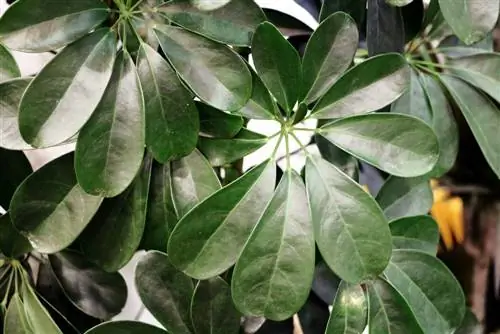 Radiation Aralia, Schefflera: Φροντίδα από το Α έως το Ω