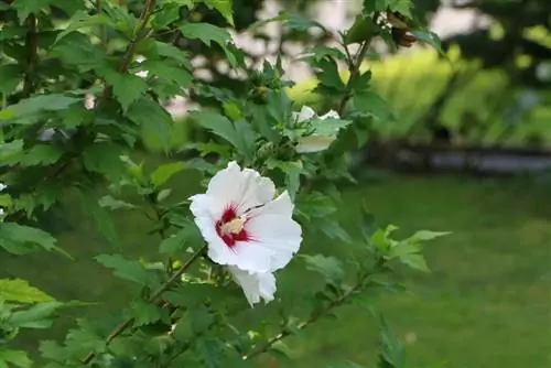 Hibiscus syriacus - מרשמלו שיח - היביסקוס לגינה