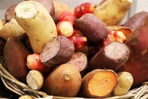 Solanum tuberosum - variedades de papa