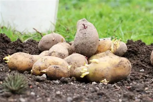 Solanum tuberosum - patates mahsulü