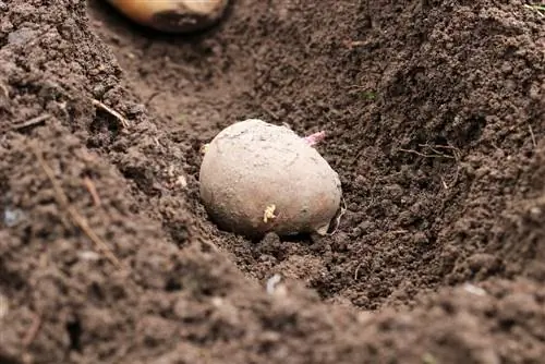 Solanum tuberosum - patata