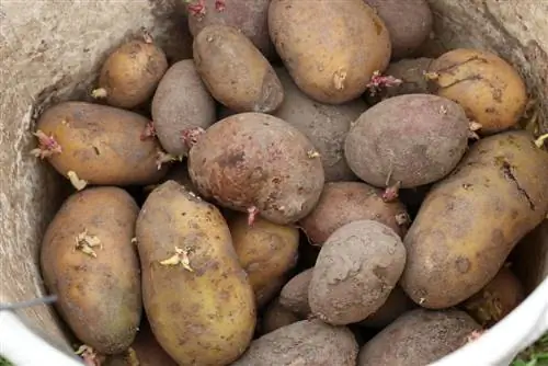 Conservare le patate & conservare in cantina - 10 consigli per conservare le patate