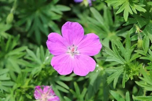 Geranium - żurawinowiec