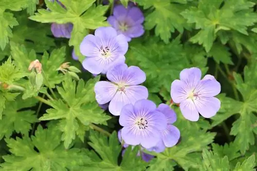 Kata mdomo wa korongo & propagate - Vidokezo 7 vya geraniums