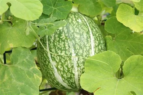 Odla vattenmelon