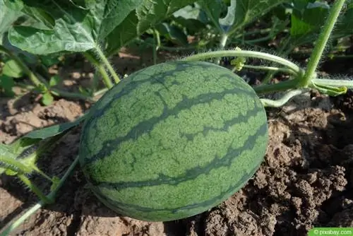 Growing watermelon