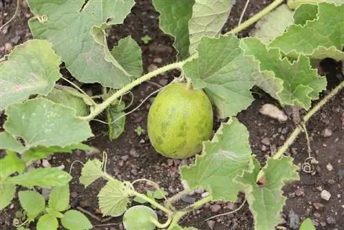 Arbūzu audzēšana: šādi jūs pats audzējat melones