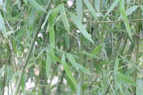 Umbrella bamboo - Fargesia murielae