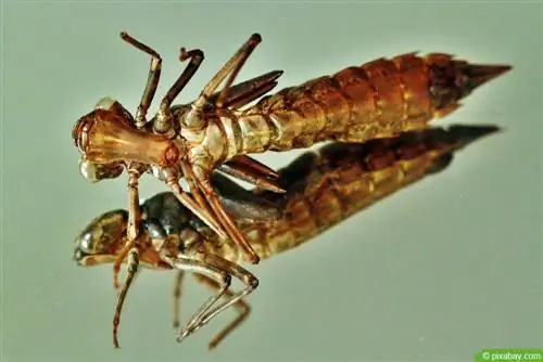 Libélula - larva