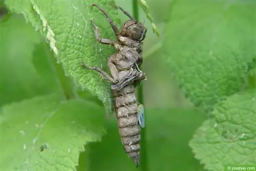 Dragonfly vastsed tiigis: mida kiilid söövad?