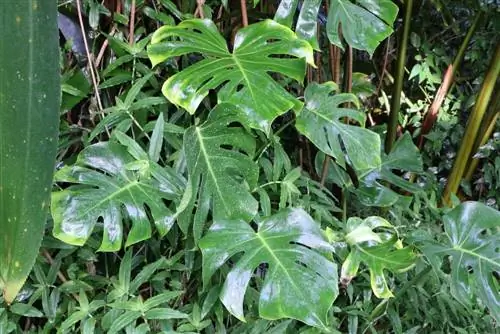 Monstera - lá cửa sổ