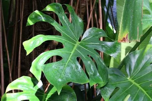 Fulla de la finestra, Monstera: cura de la A a la Z