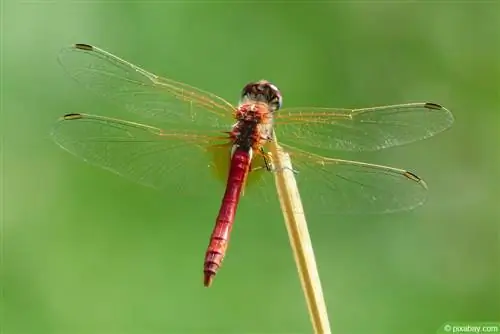 ড্রাগন-ফ্লাই