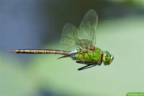 ড্রাগন-ফ্লাই