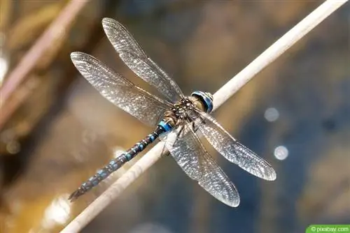 Dragonflies puas tuaj yeem sting lossis tom? - Lawv puas txaus ntshai?