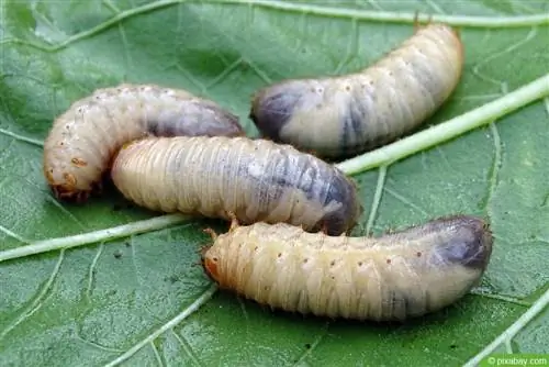 Reconocer las larvas del escarabajo rosa - Larvas del escarabajo rosa en el suelo