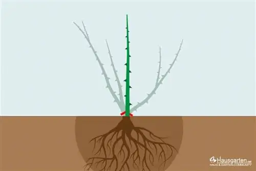 Preparation for rose grafting on a standard stem