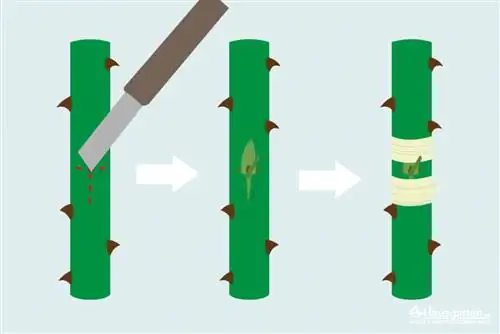 Inoculating - refining roses