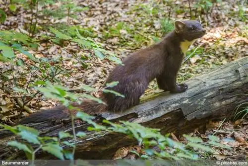 Pine marten