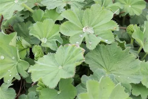 Lady's Mantle - Alchemilla