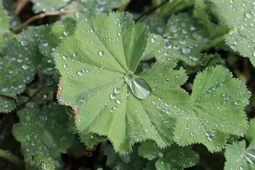 Lady's Mantle - Alchemilla