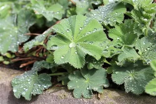 Lady's Mantle: 9 wenke vir plant, versorging en sny