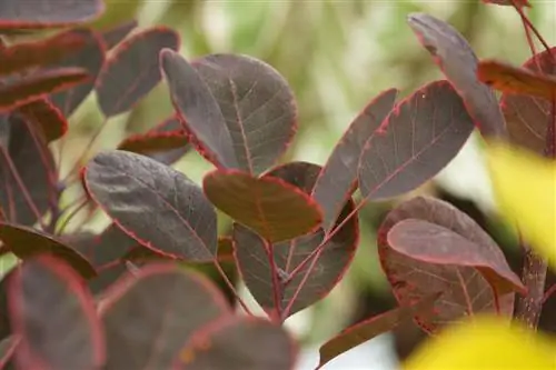 Peruk çalısı - Cotinus coggygria