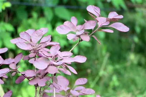 লাল পরচুলা ঝোপ - Cotinus coggygria