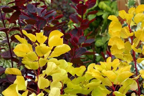 Wigshrub, Cotinus coggygria: Njega od A - Z