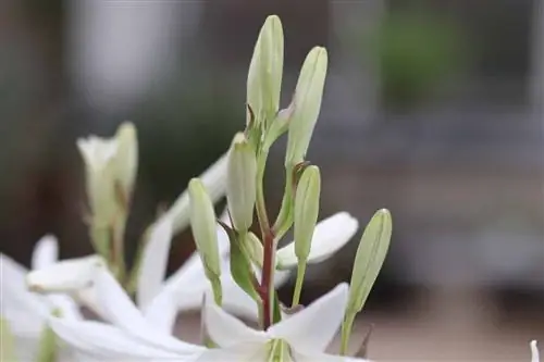 Madonna lily - Lilium candidum