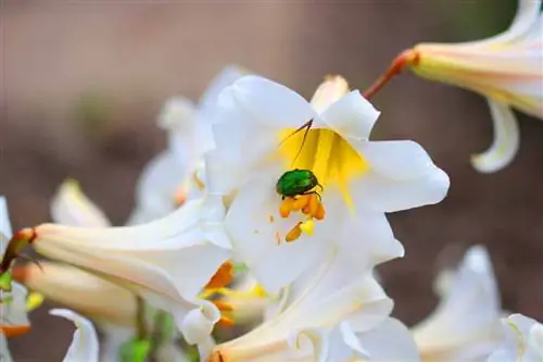 Madonna lily - Lilium candidum