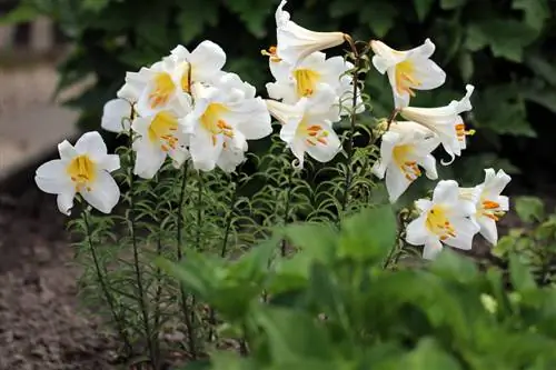 Madonnalilja, Lilium candidum: 9 skötseltips