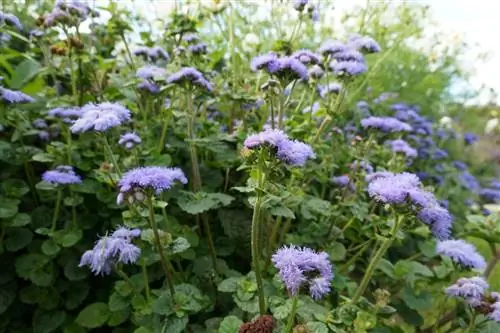 Májbalzsam - Ageratum