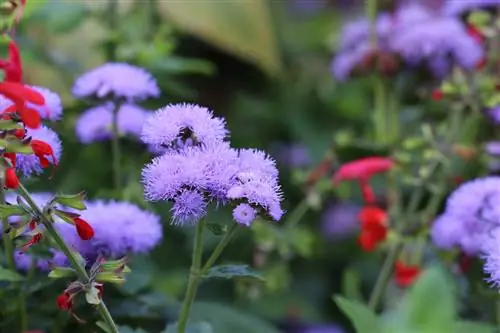 Karaciğer balsamı - Ageratum